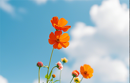 沈阳摄影学校_摄影背景怎样优化